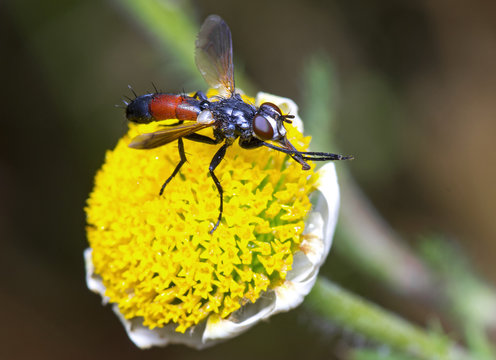 The orange fly sits on a flower.Cylindromyia sp