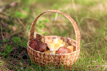 Fototapeta na wymiar Wicker basket with mushrooms in forest, closeup