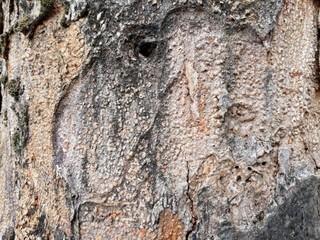 Wood Texture Photo(