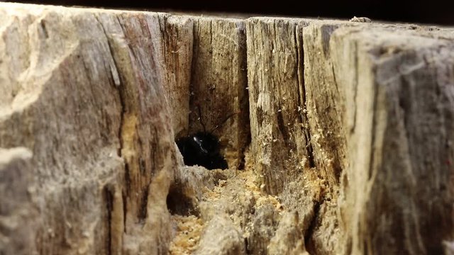 violet carpenter bee / Holzbiene