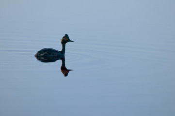 Eared Grebe (Podiceps nigricollis) -breeding adult, backlit at sunrise. California, USA