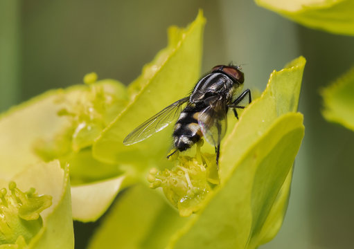  Wild fly on a flower. Stomorhina lunata Rhiniidae
