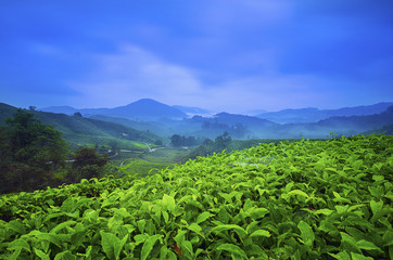 Fototapeta premium Beautiful sunrise view at Tea Plantation, Cameron Highland.
