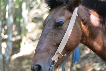 caballo de trabajo