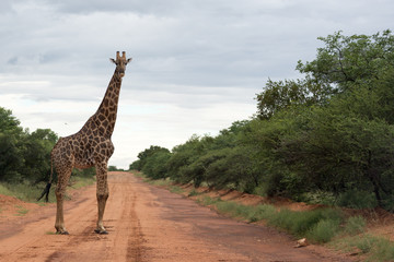 Obraz premium Giraffe crossing the road in Botswana 