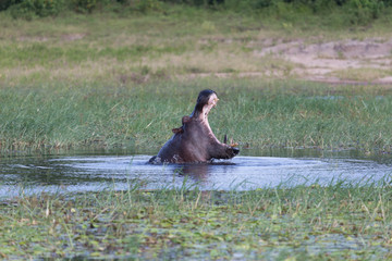 Hippo in action 