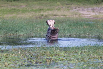 Hippo in action