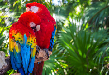 Red and green macaw