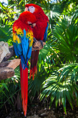 Red and green macaw