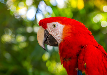 Red and green macaw
