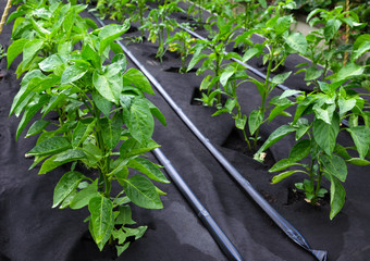 Bushes of sweet pepper, grown in a box for seedlings on a protective Polypropylene spunbond...
