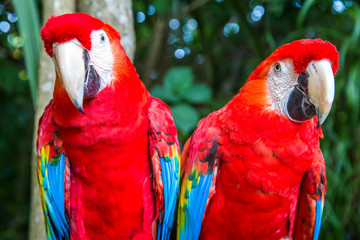 Red and green macaw