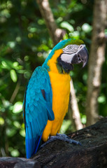 Parrot, Blue and yellow macaw