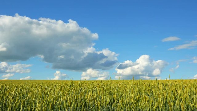Wheat crop sways on the field against the blue sky. 4K.