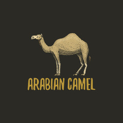 arabian camel engraved hand drawn in old sketch style, vintage animals. logo or emblems, retro label and badge.