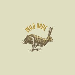 wild hare or rabbit engraved hand drawn in old sketch style, vintage animals. logo or emblems, retro label and badge. © artbalitskiy