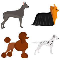 Set of dogs breeds color flat icon for web and mobile design
