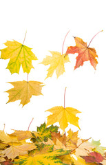 Naklejka na ściany i meble Background of yellow autumn leaves