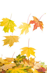 Background of yellow autumn leaves