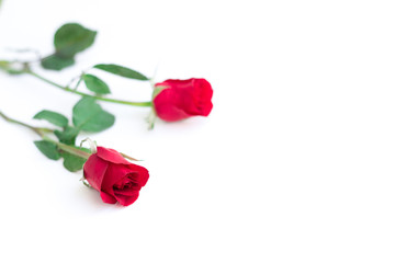 red rose with leaves isolated on white background for valentine background or romantic event.(selective focus)