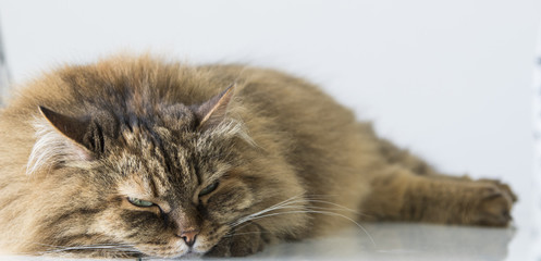 Fototapeta na wymiar brown tabby mackerel siberian cat lying on the table
