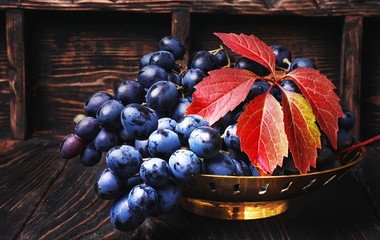 cluster of autumn grape