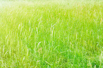 Green field cereals. Selective focus