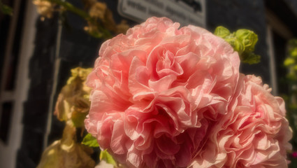 Eine rosa Blume im Sonnenlicht