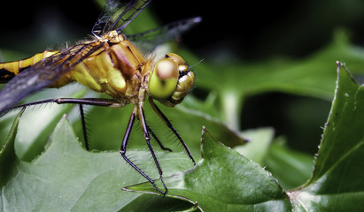Large yellow dragon fly pearched on some leaves in a flower pot.  The insect's eyes, mouth and hairs are clearly visible.