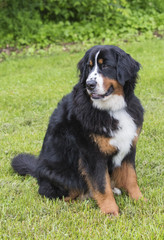 bernese mountain dog