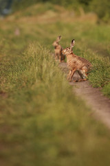 Feldhasen auf dem Feldweg