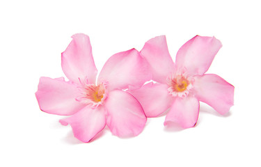 Pink oleander isolated