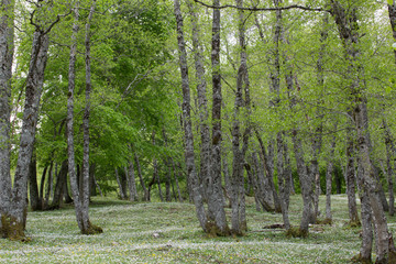 Bosco, Parco Nazionale del Cilento e Vallo di Diano, primavera 