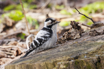 Lesser spotted woodpecker feeding on old rotten tree stump. Cute and funny small pickle. White and black plumage. Bird in wildlife.