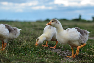 Geese family on grass