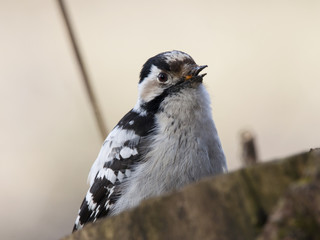 Lesser spotted woodpecker feeding on old rotten tree stump. Cute and funny small pickle. White and black plumage. Bird in wildlife.