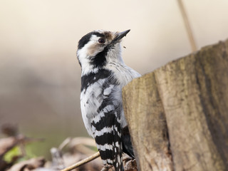 Lesser spotted woodpecker feeding on old rotten tree stump. Cute and funny small pickle. White and black plumage. Bird in wildlife.