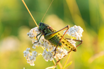 Grasshopper on the grass