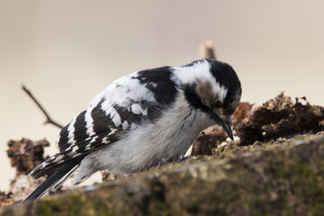 Naklejka premium Lesser spotted woodpecker feeding on old rotten tree stump. Cute and funny small pickle. White and black plumage. Bird in wildlife.