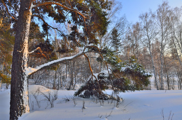 Winter landscape with snow covered pine tree
