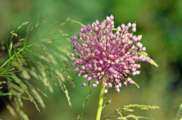 Allium ampeloprasum flower
