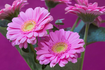 Pink flowers in a vase