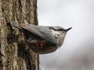 Eurasian nuthatch perched on tree bark. Cute small white-gray songbird with black mask. Bird in wildlife.