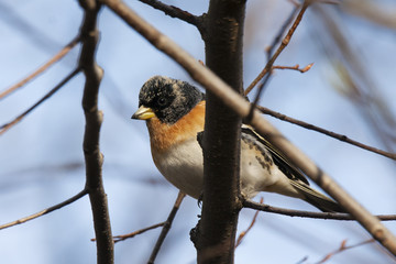 Brambling male sitting on branch. Beautiful little migrant orange songbird with black head. Bird in wildlife.