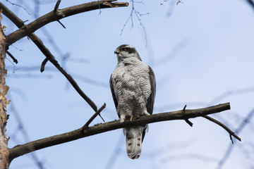 Northern goshawk sitting on branch of pine tree. Mighty large beautiful hawk with red eyes. Bird in wildlife.