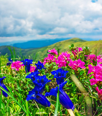 Naklejki  niebieskie i różowe kwiaty górskie na tle szczytu i śniegu w słoneczny letni dzień. Skoncentruj się na kwiatach z przodu