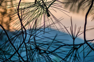 Serene image with pine tree needles and sunset colors background