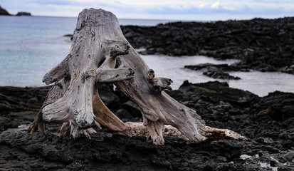 Fototapeta premium Driftwood