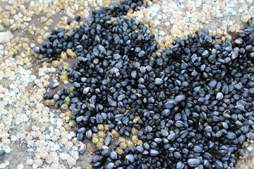 Mussels on a sea rock
