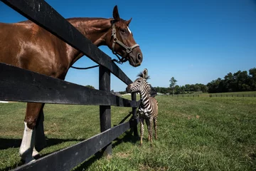 Foto op Plexiglas paard en zebra © michelle